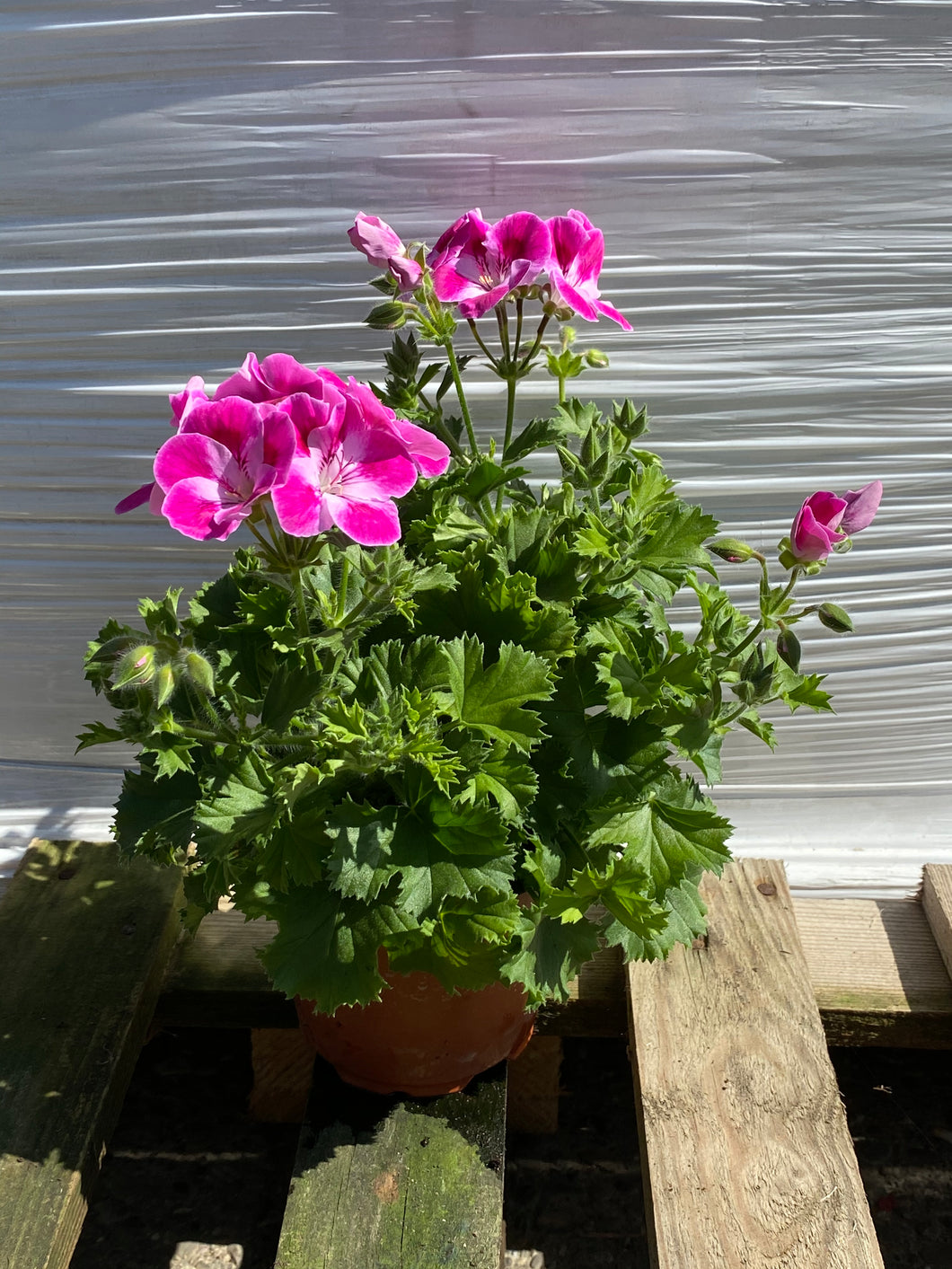 Pelargonium rosa