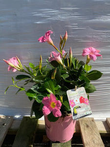 Dipladenia T13 rosa