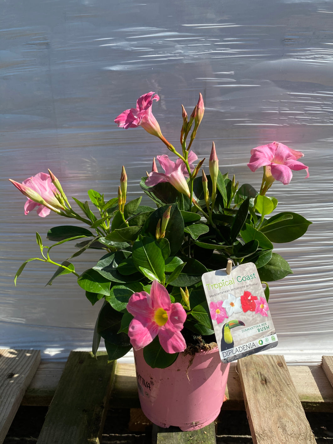 Dipladenia T13 rosa