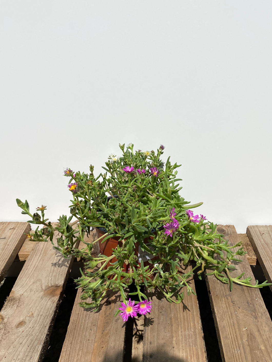 Delosperma Trio