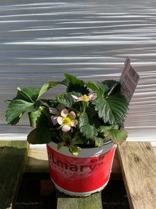 Erdbeeren gross