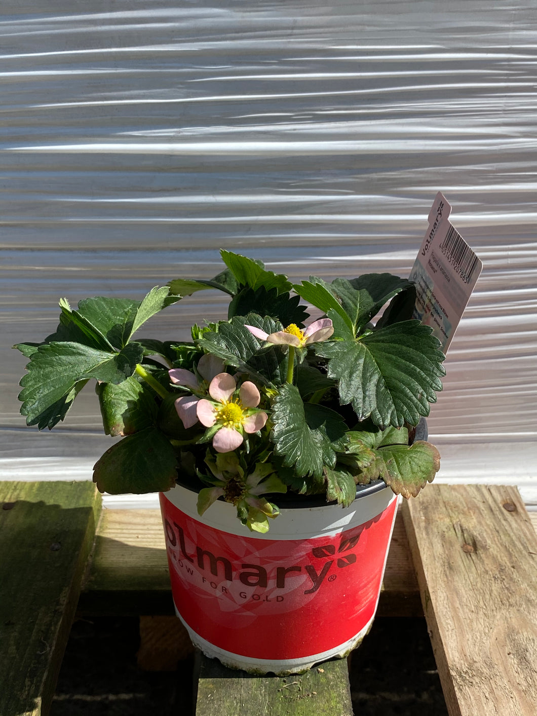 Erdbeeren gross