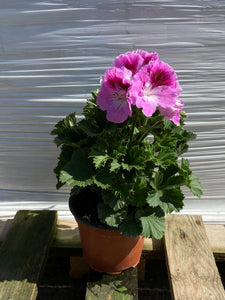 Pelargonium lavendel