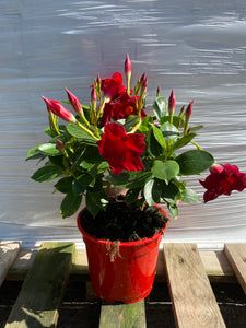 Dipladenia T13 rot