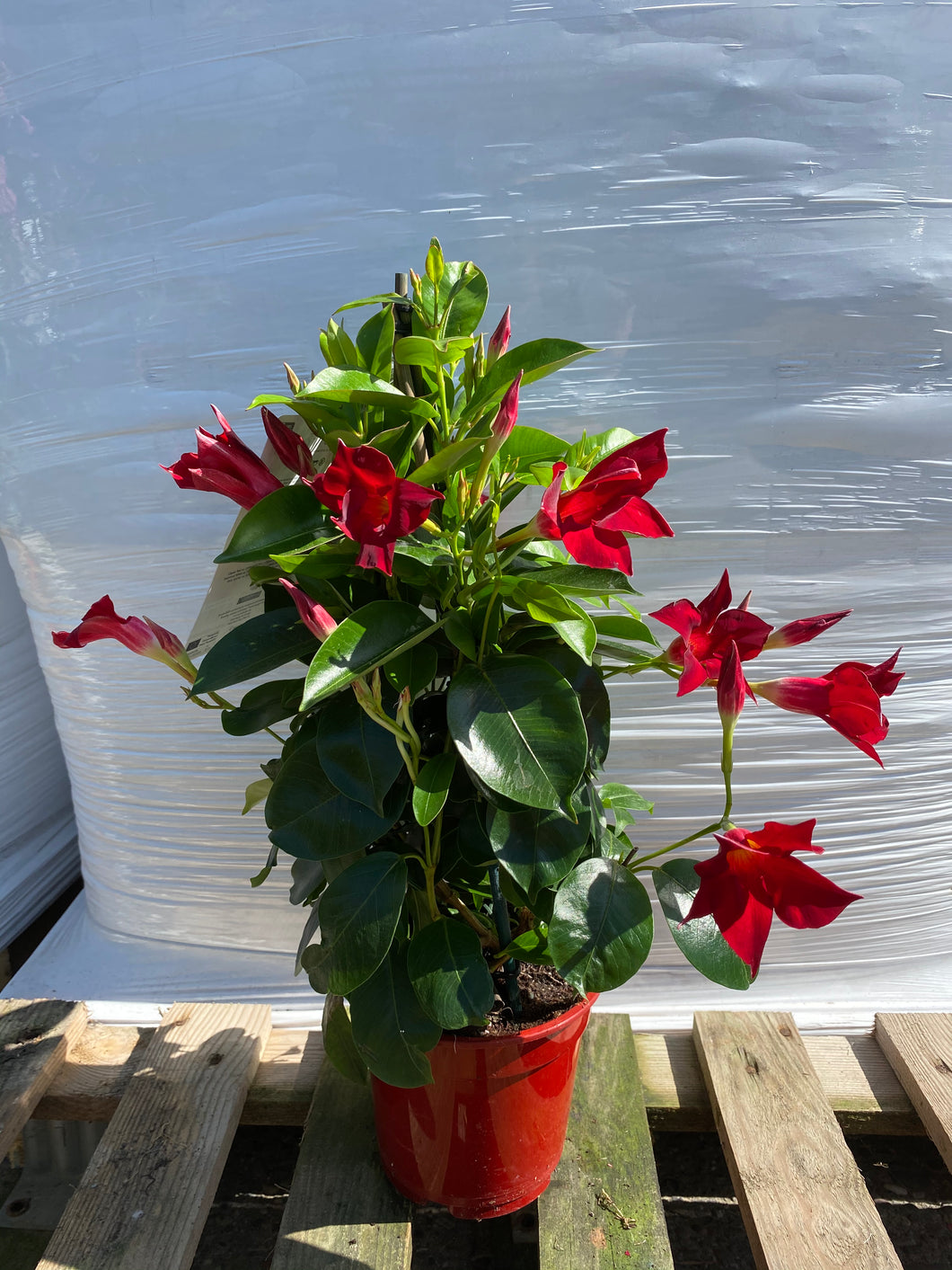 Dipladenia Pyramide 50cm rot