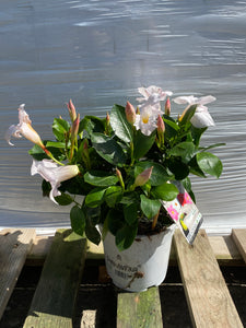 Dipladenia T13 weiss