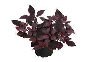 Alternathera