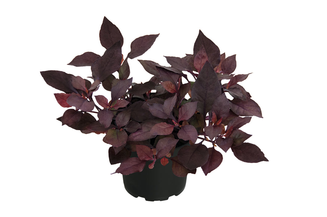 Alternathera