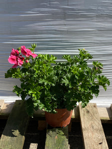 Pelargonium lachs