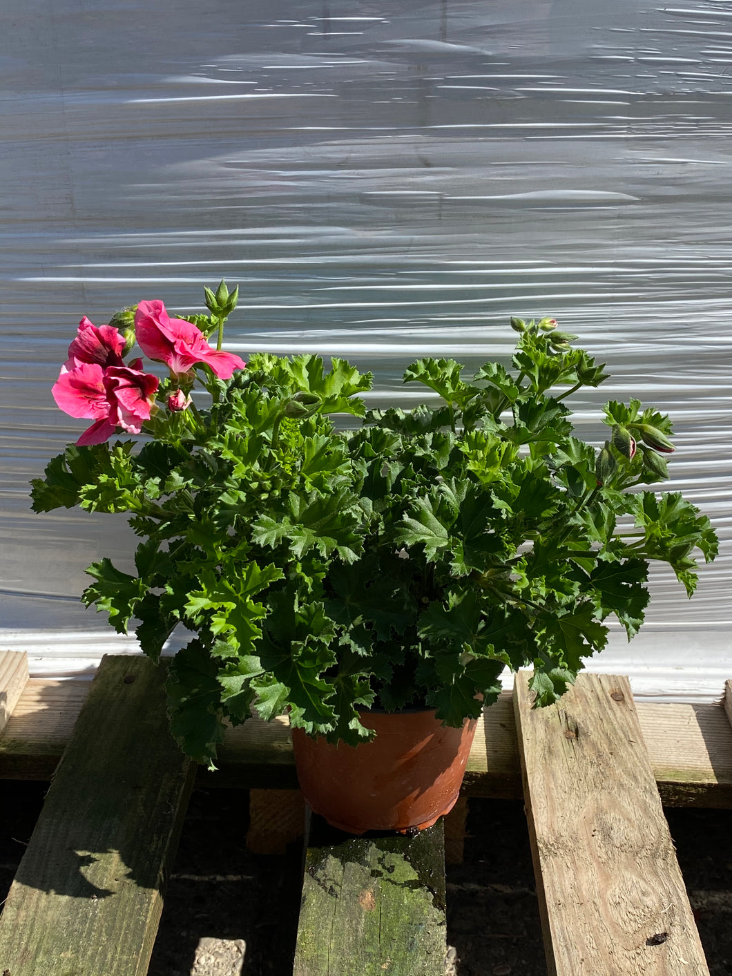 Pelargonium lachs