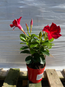 Dipladenia T10.5 rot