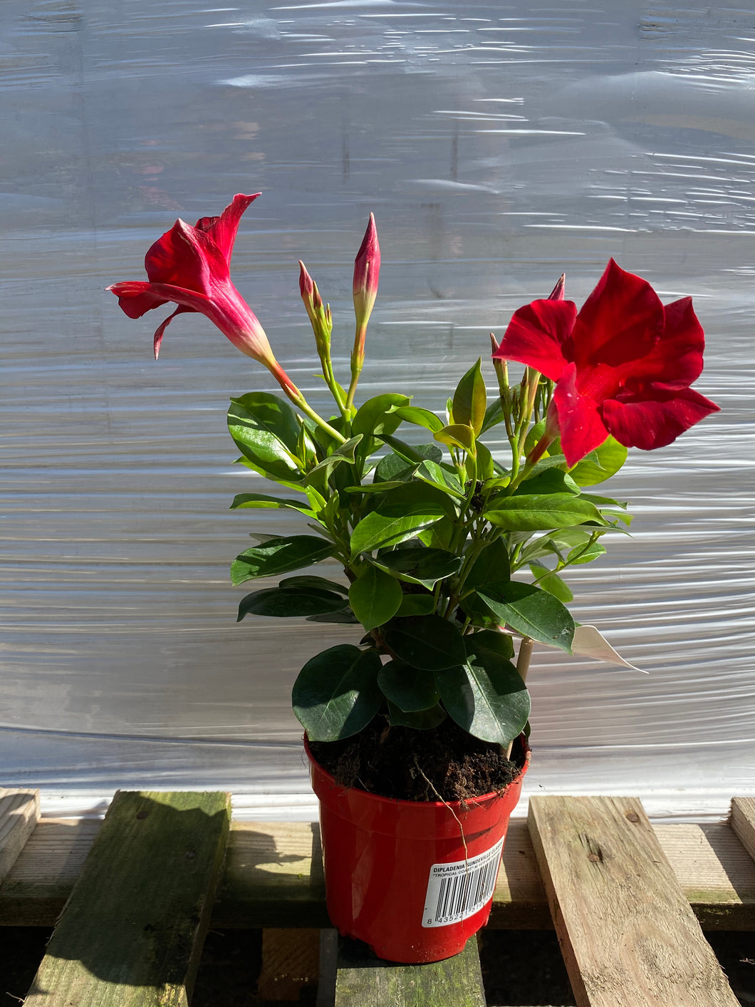 Dipladenia T10.5 rot