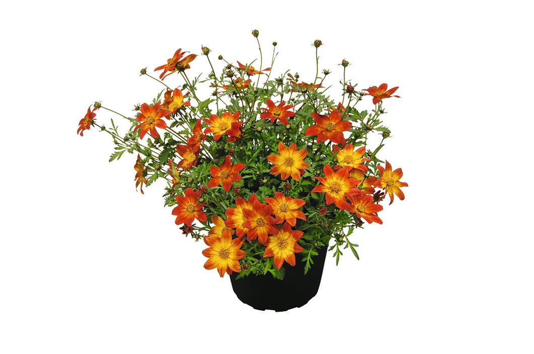 Bidens rotgelb