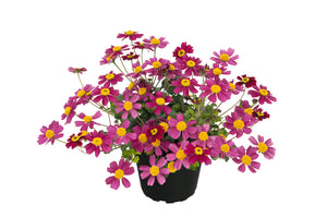 Bidens rosa