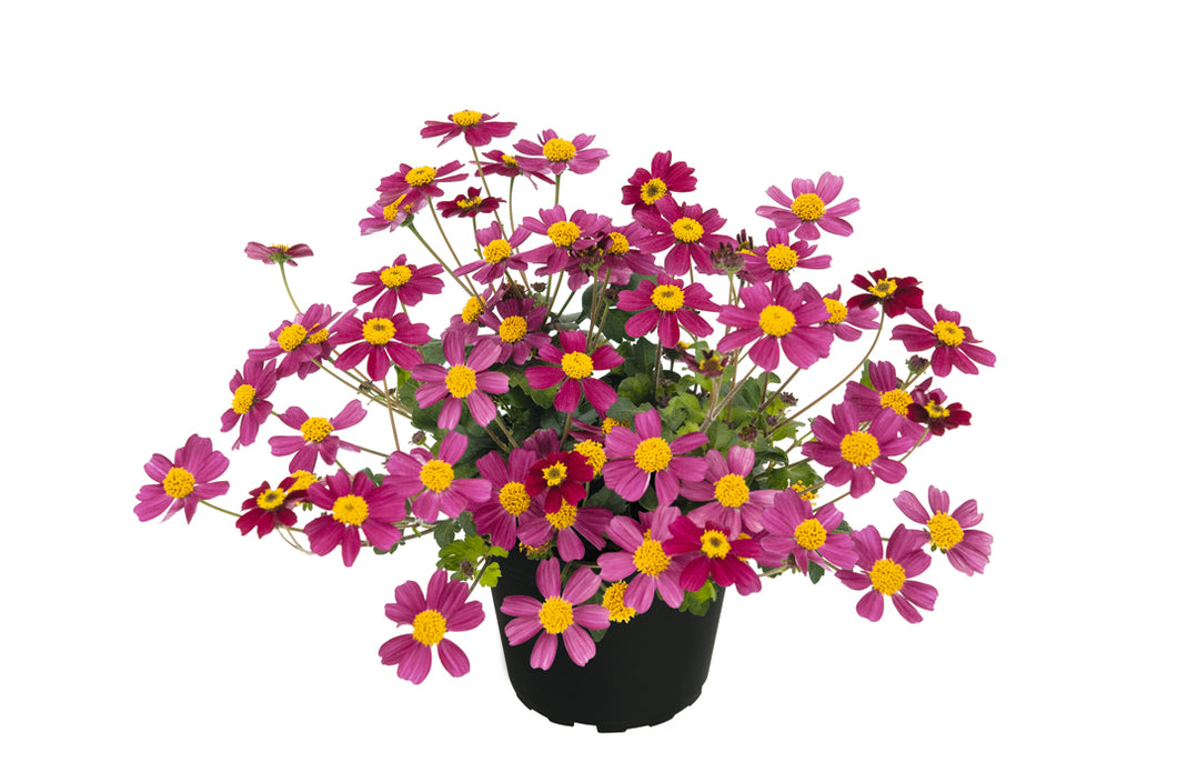 Bidens rosa