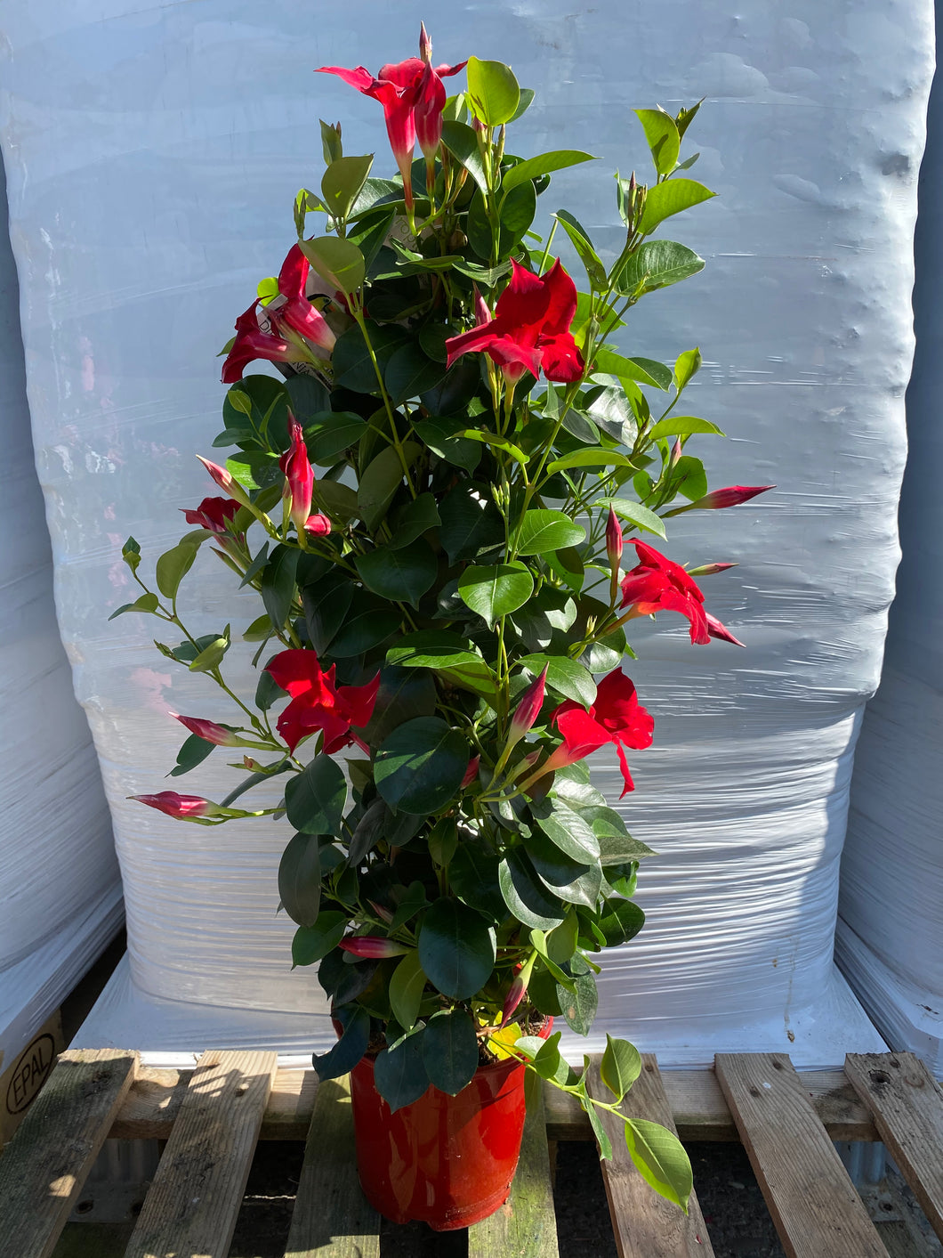 Dipladenia Pyramide 70cm rot