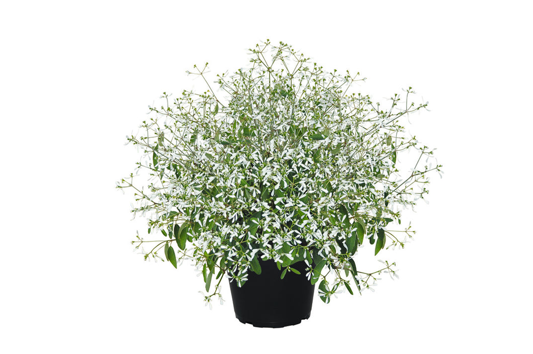 Euphorbia einfach