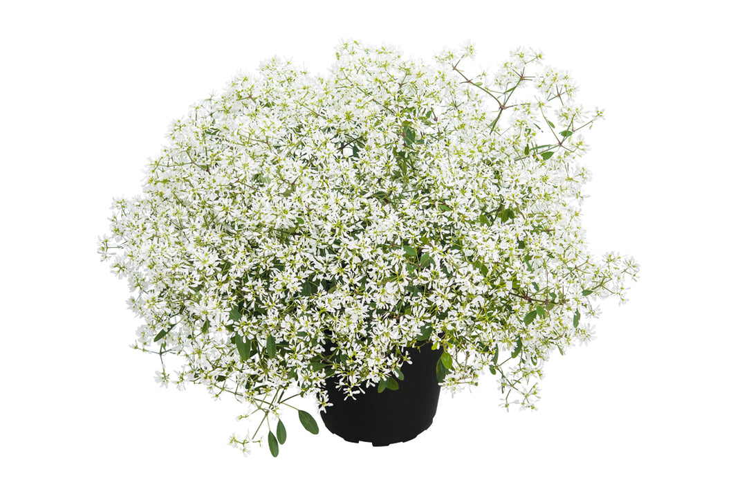 Euphorbia gefüllt