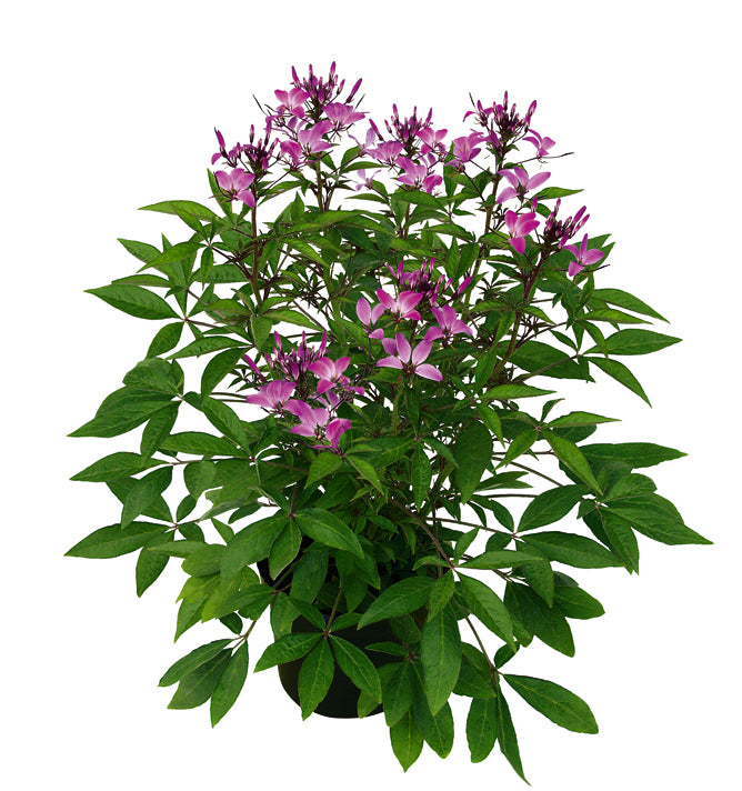 Cleome pink
