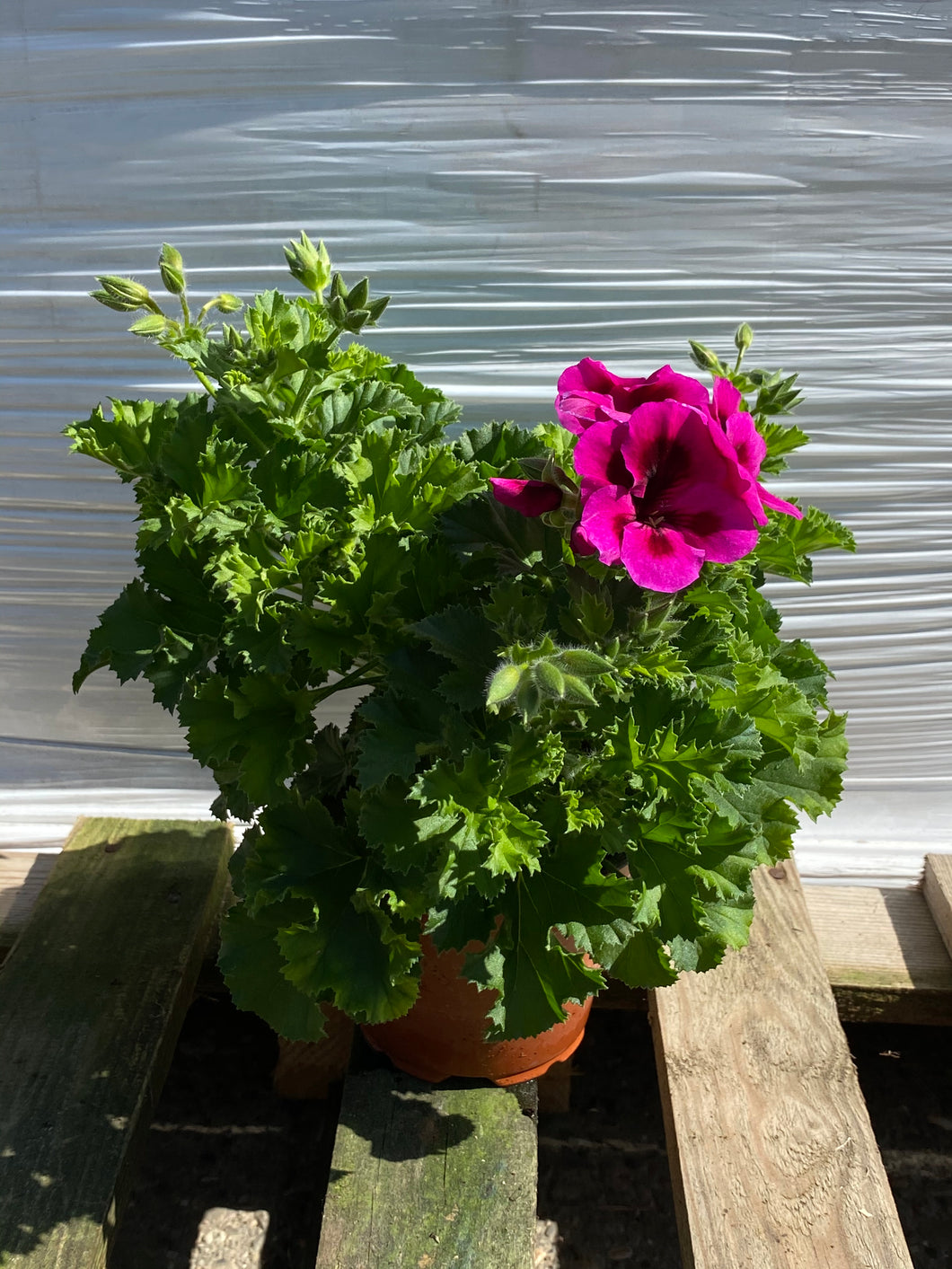 Pelargonium lila