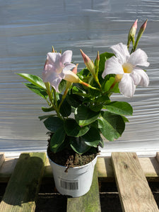 Dipladenia T10.5 weiss