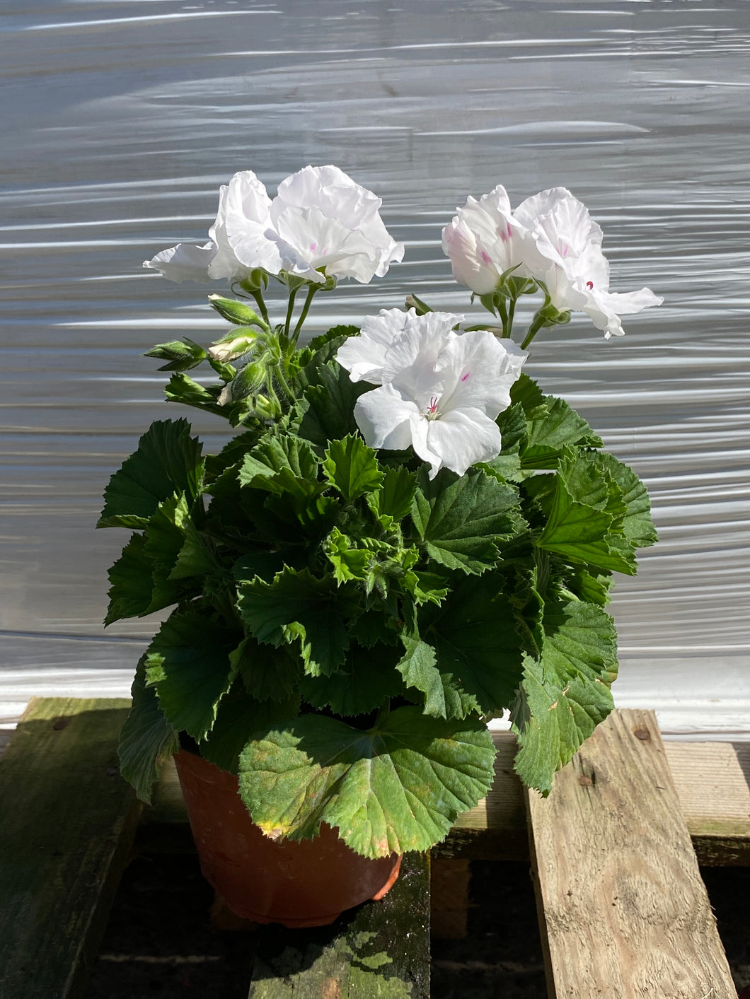 Pelargonium weiss