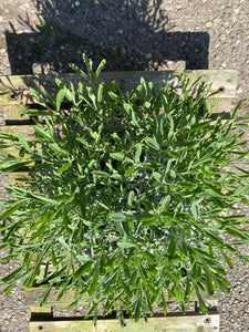 Lavendel Busch