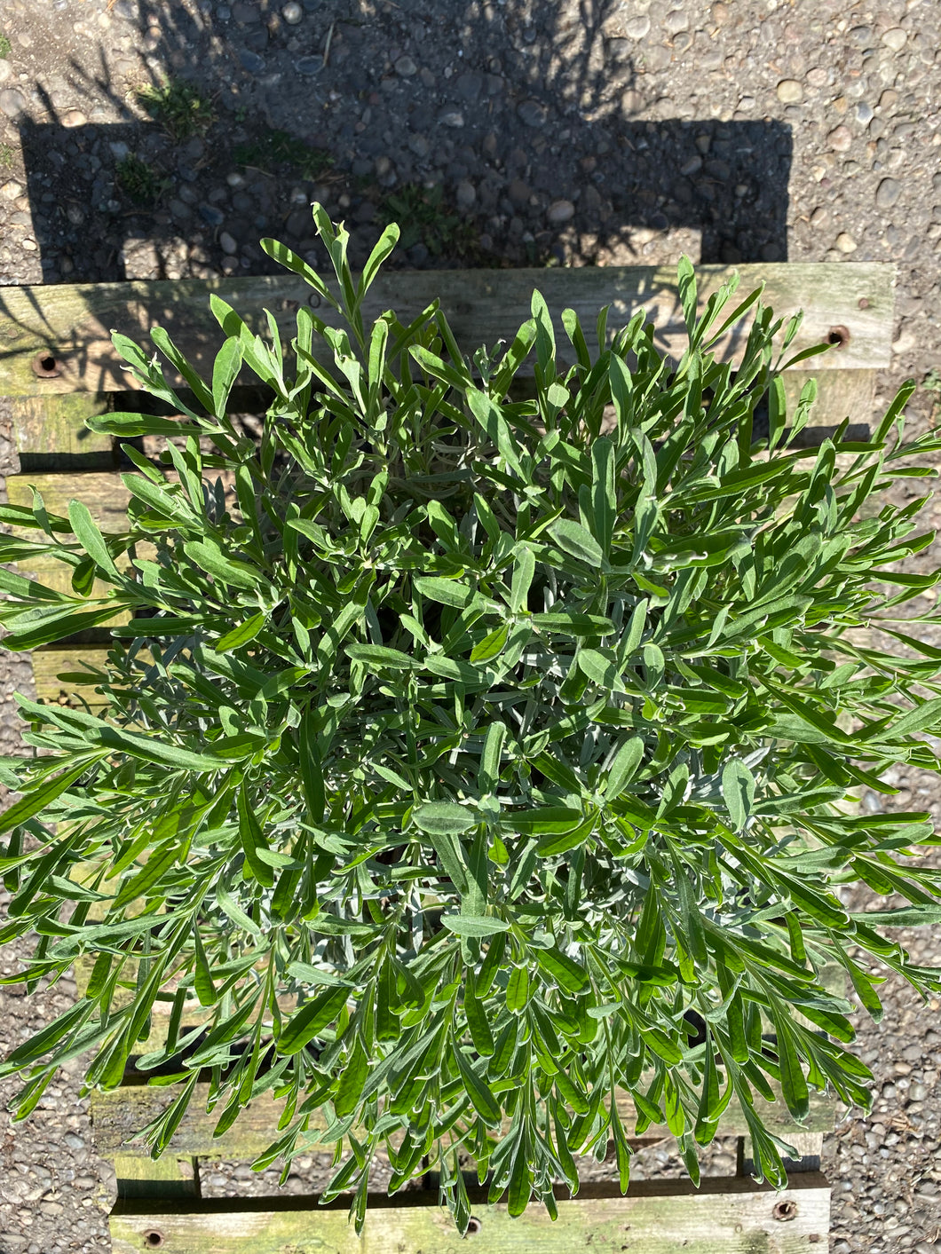 Lavendel Busch