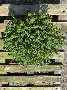 Thymian Busch panachiert