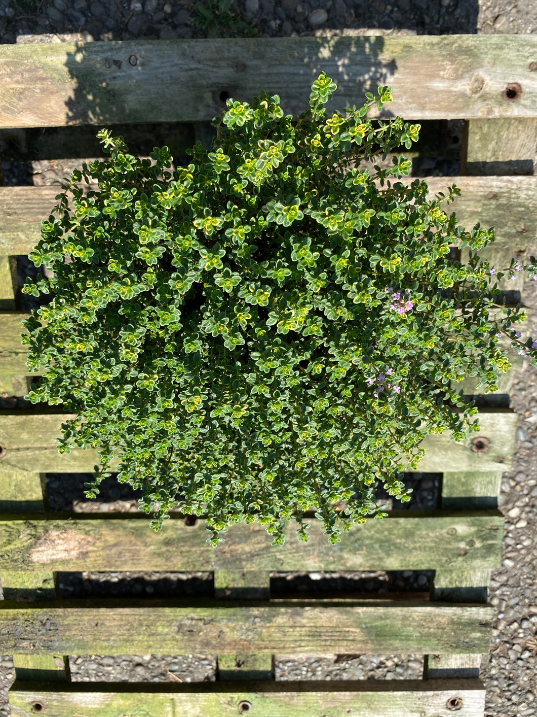Thymian Busch panachiert