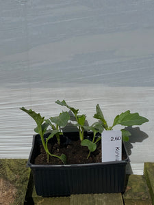 Rübkohl weiss