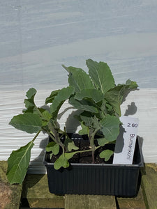 Blumenkohl