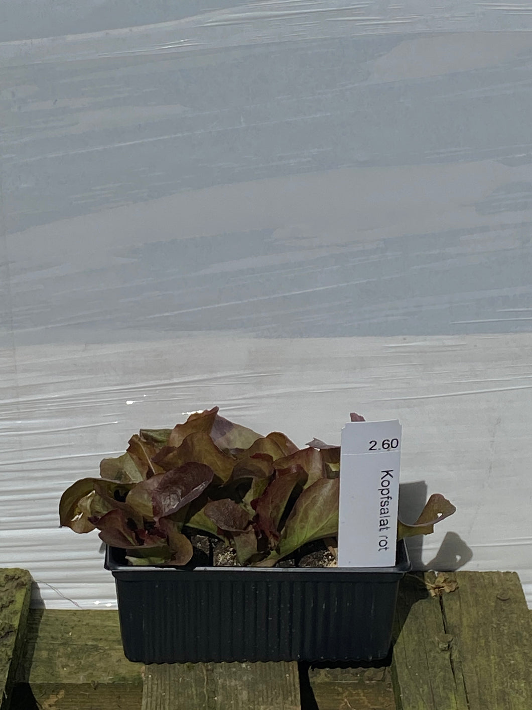 Kopfsalat rot