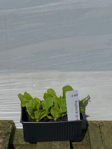 Kopfsalat grün