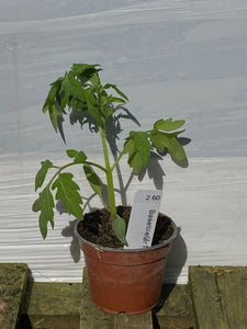 Tomaten Baselbieter Röteli