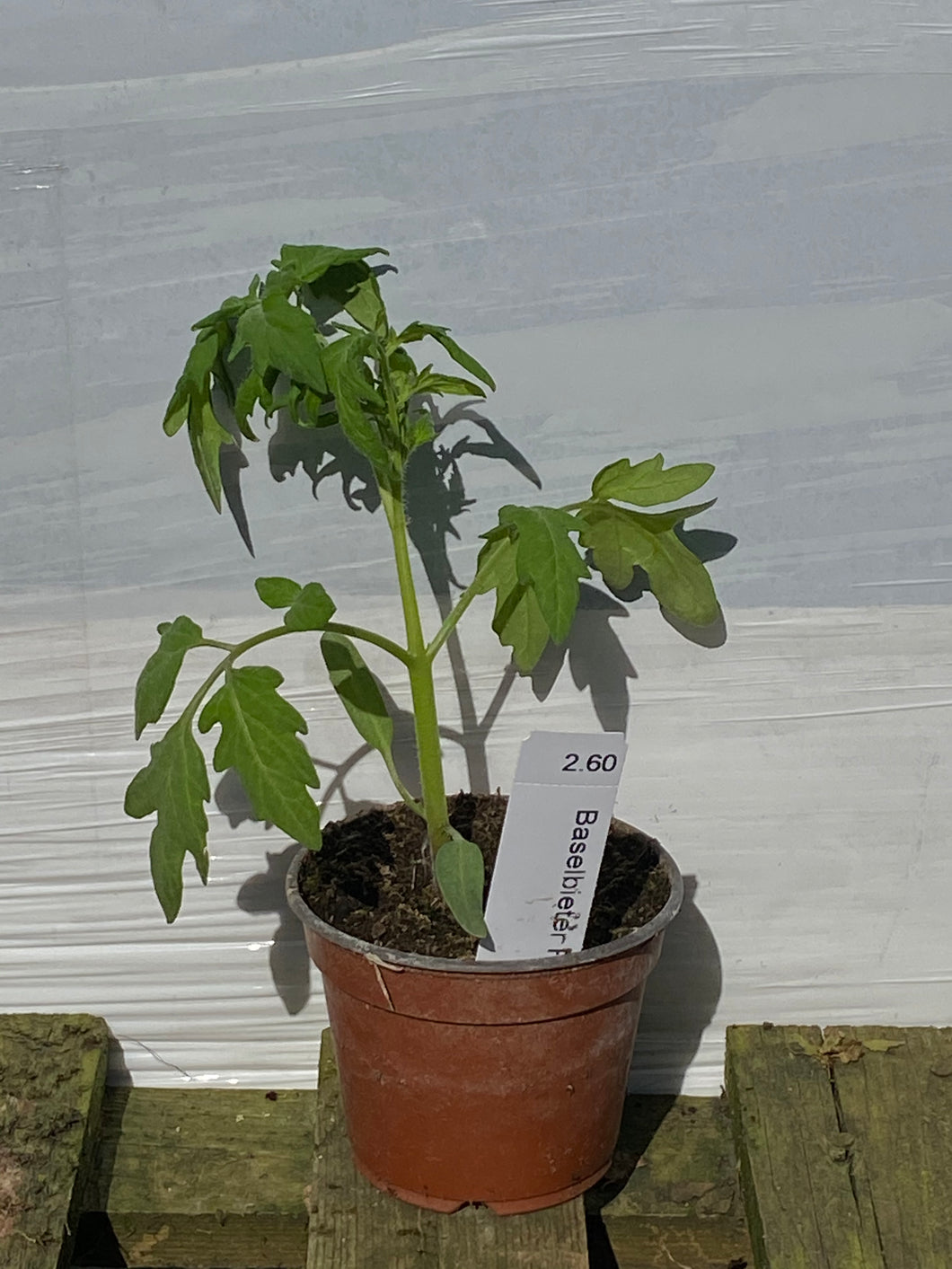 Tomaten Baselbieter Röteli