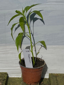 Peperoncini
