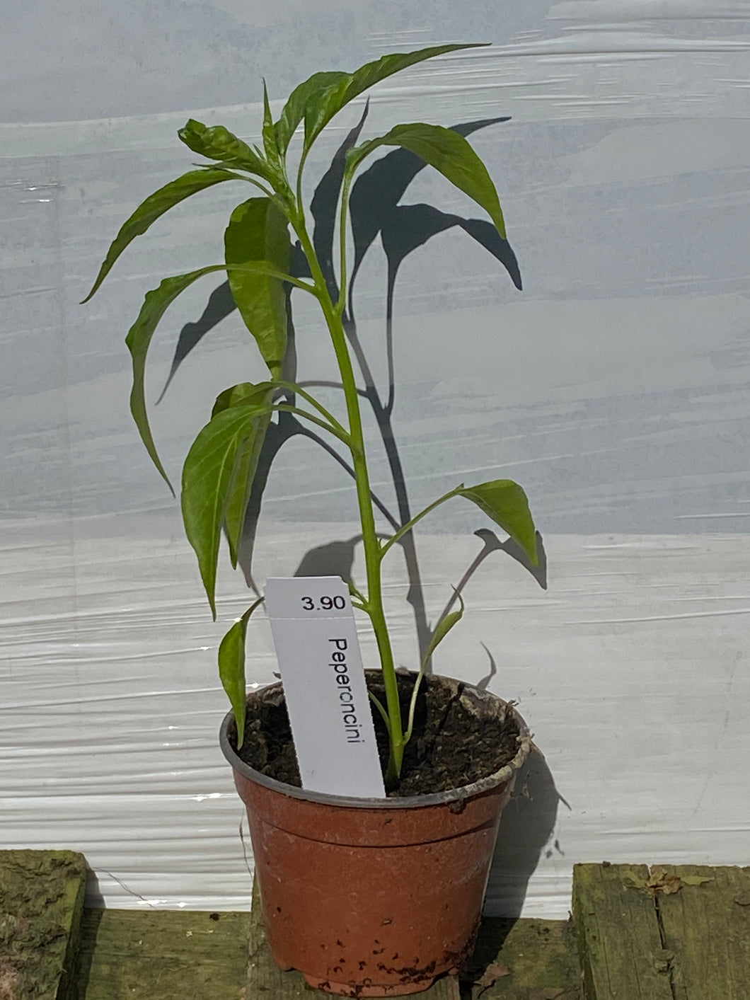 Peperoncini