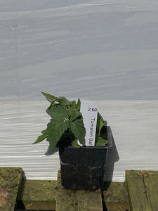 Tomaten Balkon