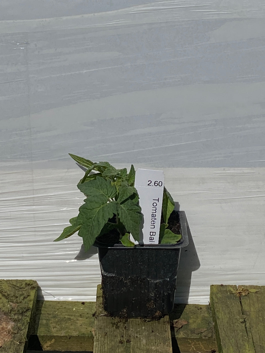 Tomaten Balkon