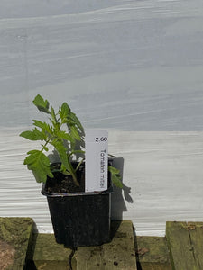 Tomaten mittelgross
