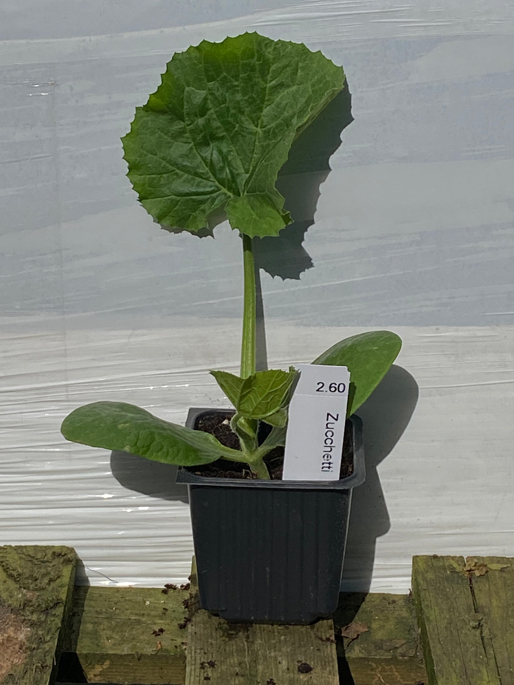 Zucchetti grün