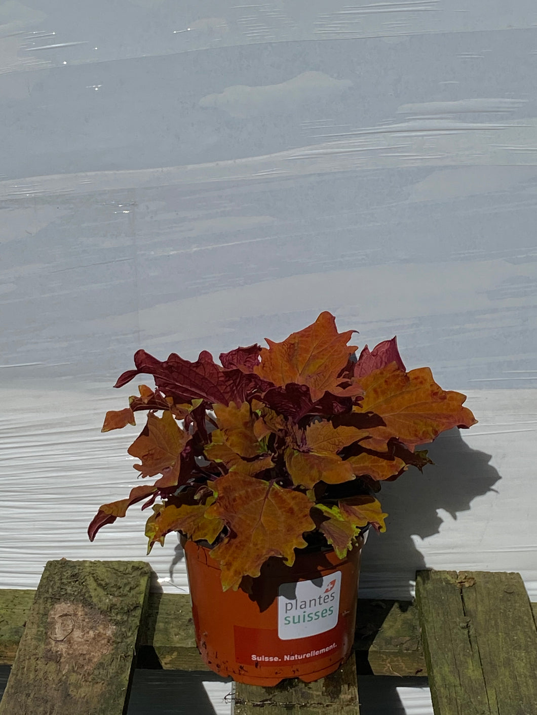 Coleus