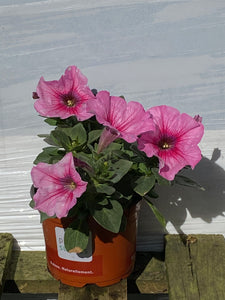 Petunien hängend rosa