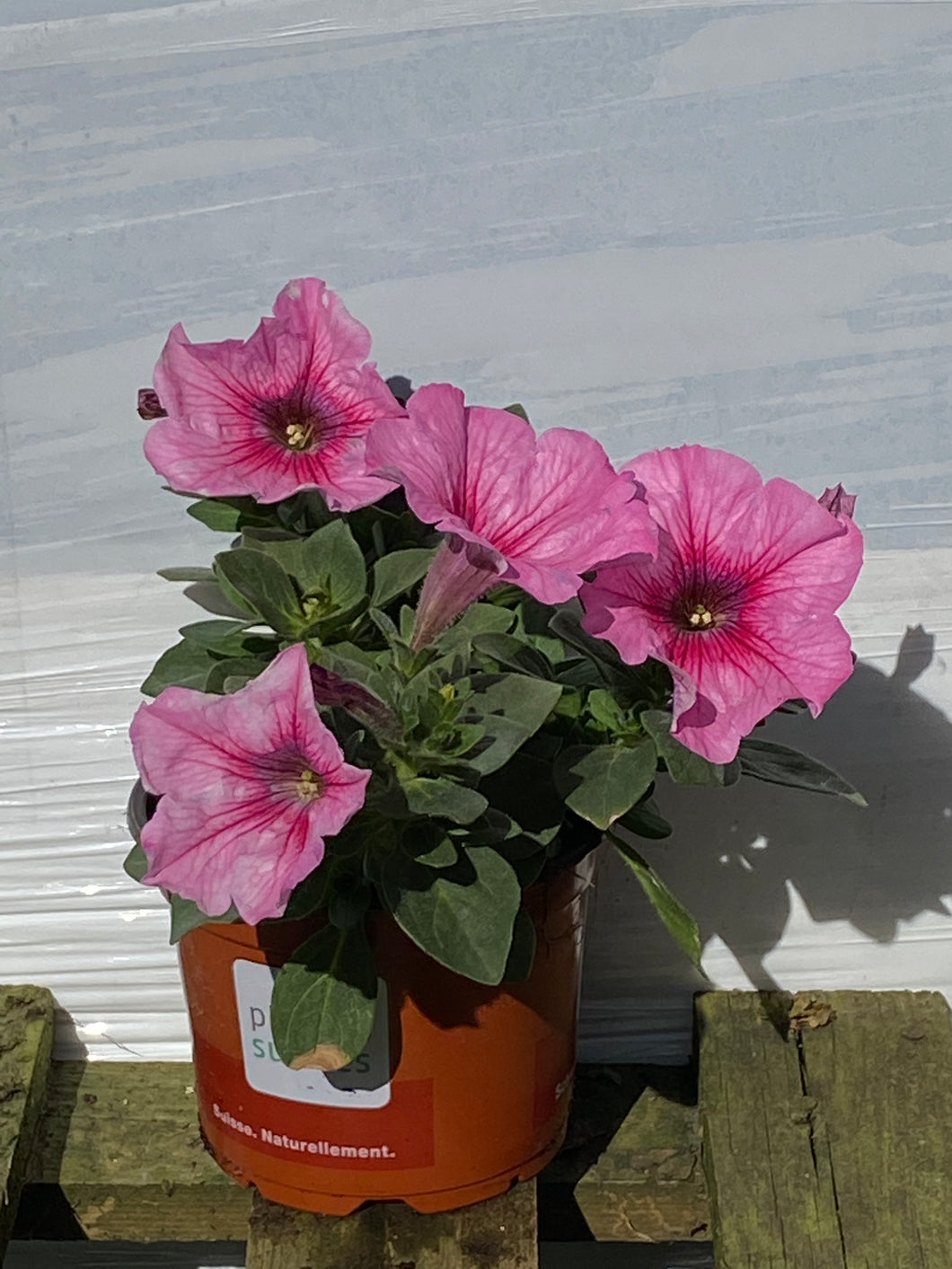 Petunien hängend rosa
