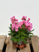 Laden Sie das Bild in den Galerie-Viewer, Lewisia
