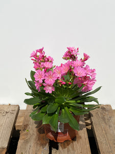 Lewisia