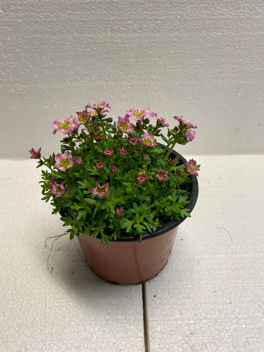 Saxifraga rosa