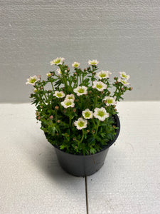 Saxifraga weiss