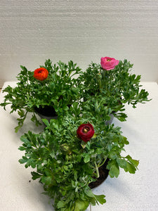 Ranunkeln mix